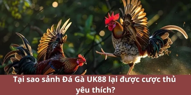Tại sao sảnh Đá Gà UK88 lại được cược thủ yêu thích?